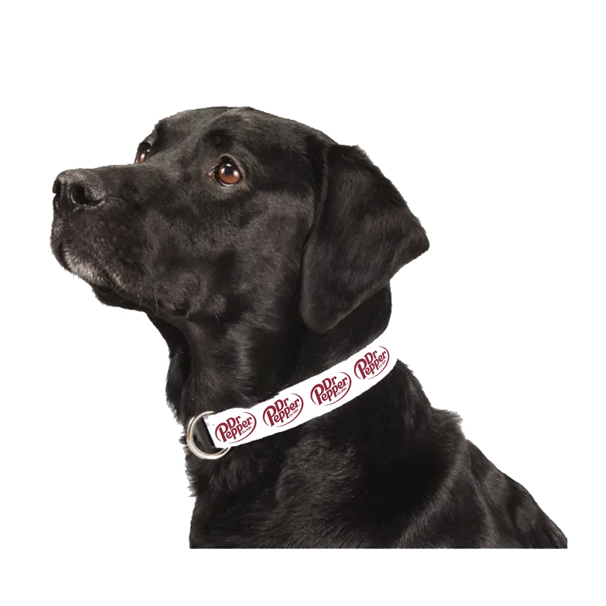 Pet Collar Dr Pepper